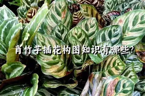 肖竹芋插花构图知识有哪些？