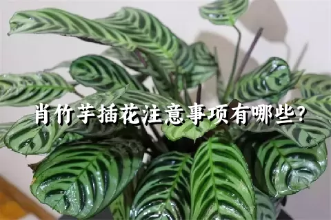 肖竹芋插花注意事项有哪些？