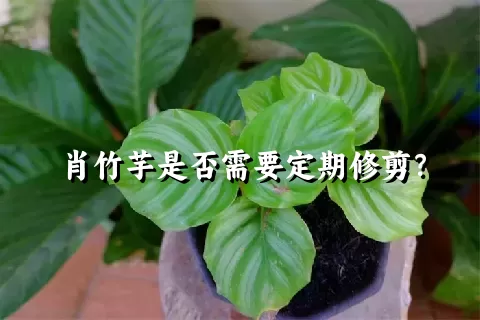 肖竹芋是否需要定期修剪？