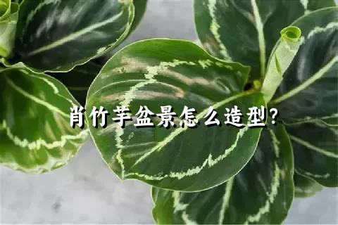 肖竹芋盆景怎么造型？