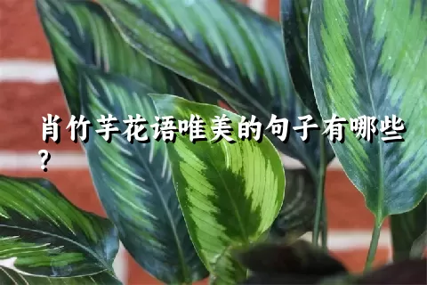 肖竹芋花语唯美的句子有哪些？