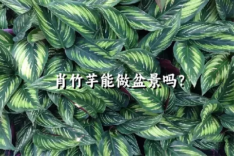 肖竹芋能做盆景吗？