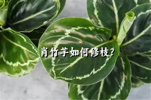 肖竹芋如何修枝？