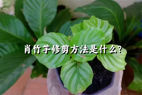 肖竹芋修剪方法是什么？