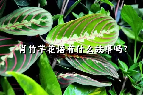 肖竹芋花语有什么故事吗？