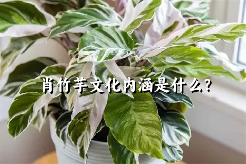 肖竹芋文化内涵是什么？