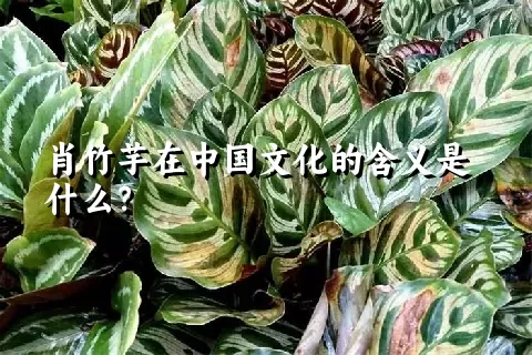 肖竹芋在中国文化的含义是什么？