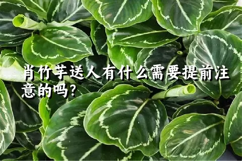 肖竹芋送人有什么需要提前注意的吗？