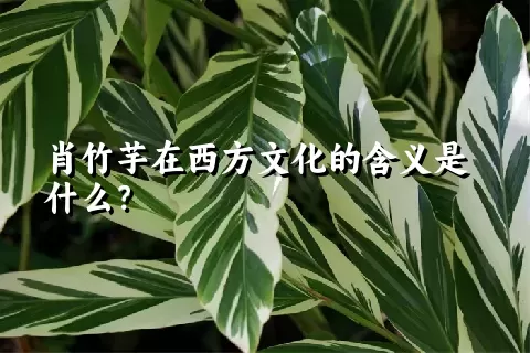 肖竹芋在西方文化的含义是什么？