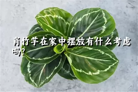 肖竹芋在家中摆放有什么考虑吗？