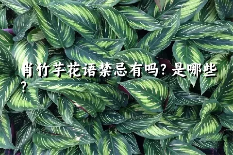 肖竹芋花语禁忌有吗？是哪些？