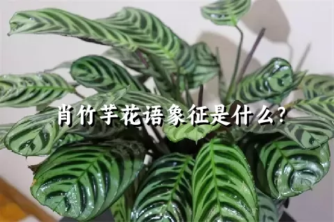 肖竹芋花语象征是什么？