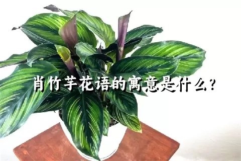 肖竹芋花语的寓意是什么？