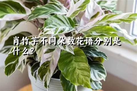 肖竹芋不同朵数花语分别是什么？