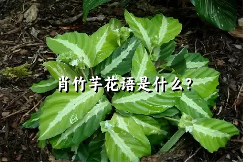 肖竹芋花语是什么？