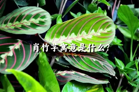 肖竹芋寓意是什么？