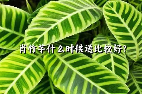 肖竹芋什么时候送比较好？