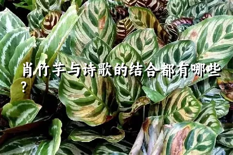 肖竹芋与诗歌的结合都有哪些？