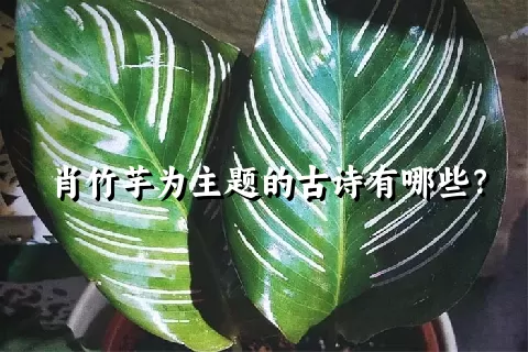 肖竹芋为主题的古诗有哪些？