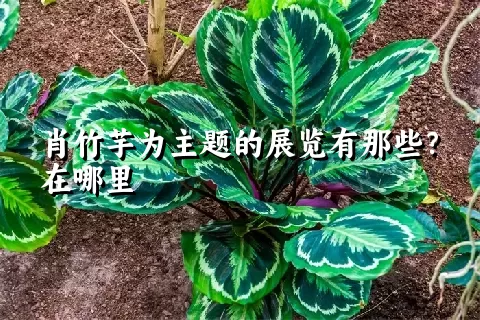 肖竹芋为主题的展览有那些？在哪里