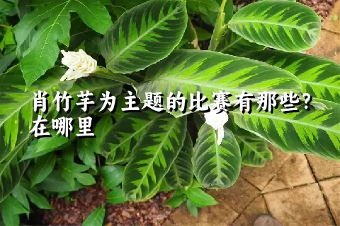 肖竹芋为主题的比赛有那些？在哪里