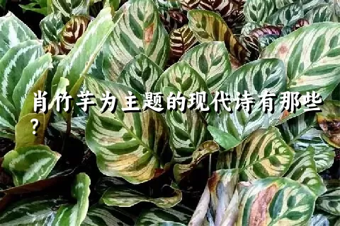 肖竹芋为主题的现代诗有那些？