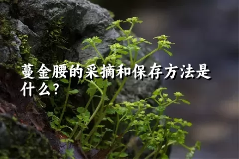 蔓金腰的采摘和保存方法是什么？