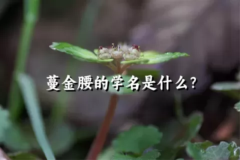 蔓金腰的学名是什么？