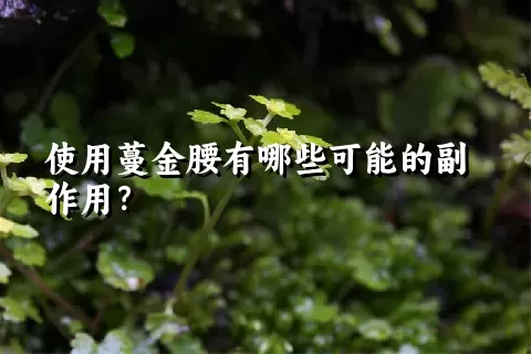 使用蔓金腰有哪些可能的副作用？