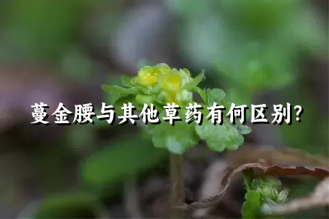 蔓金腰与其他草药有何区别？