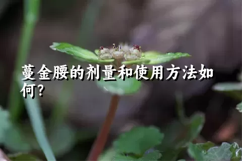 蔓金腰的剂量和使用方法如何？