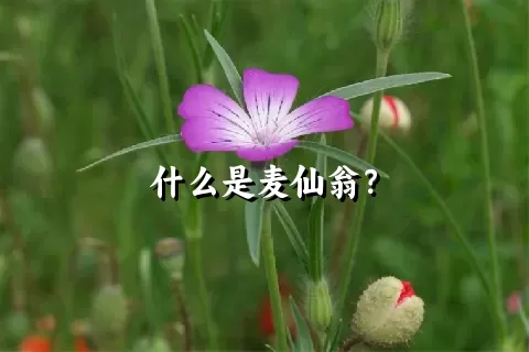 什么是麦仙翁？