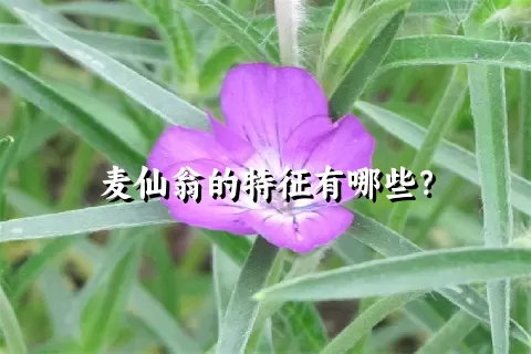 麦仙翁的特征有哪些？