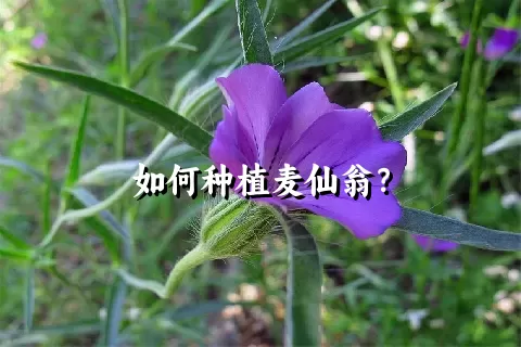 如何种植麦仙翁？