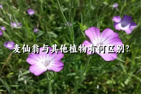 麦仙翁与其他植物有何区别？