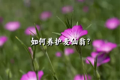 如何养护麦仙翁？