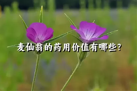 麦仙翁的药用价值有哪些？