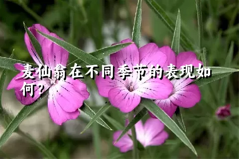 麦仙翁在不同季节的表现如何？