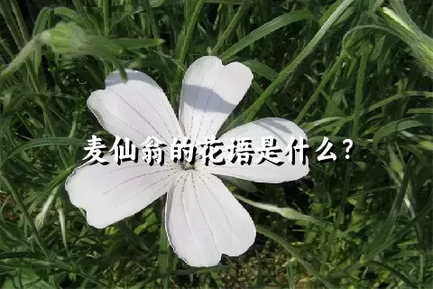 麦仙翁的花语是什么？