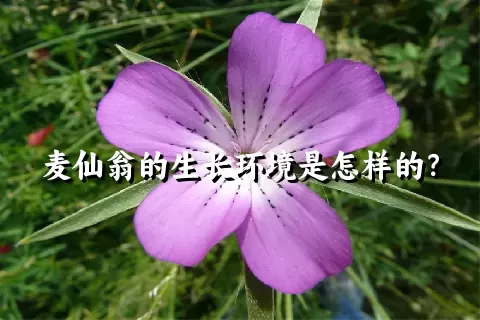 麦仙翁的生长环境是怎样的？