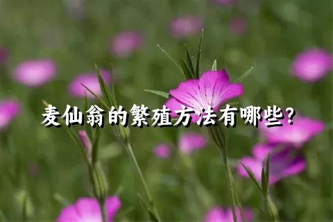 麦仙翁的繁殖方法有哪些？