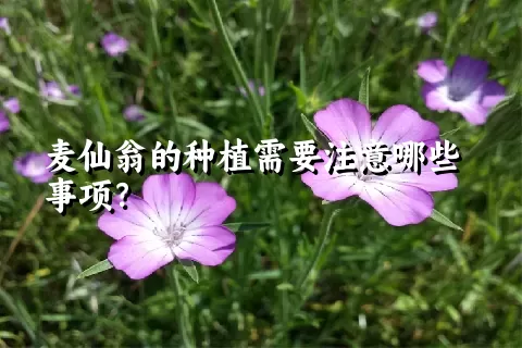 麦仙翁的种植需要注意哪些事项？