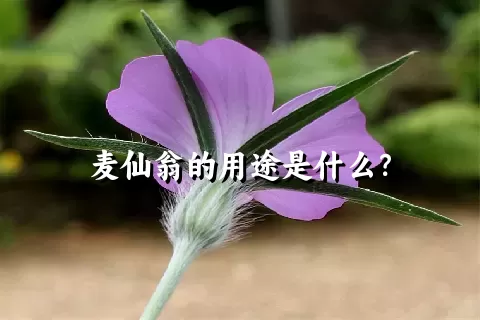 麦仙翁的用途是什么？