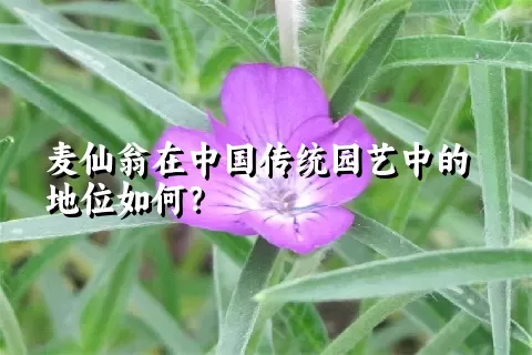 麦仙翁在中国传统园艺中的地位如何？