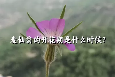 麦仙翁的开花期是什么时候？