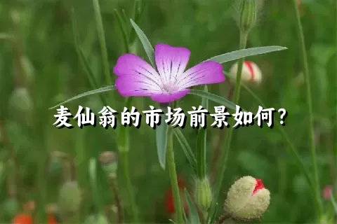 麦仙翁的市场前景如何？