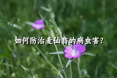 如何防治麦仙翁的病虫害？