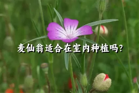 麦仙翁适合在室内种植吗？