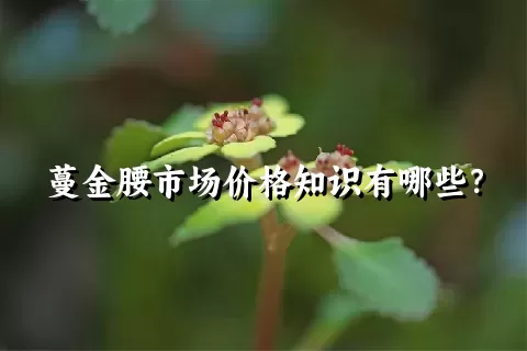 蔓金腰市场价格知识有哪些？