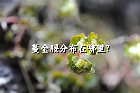 蔓金腰分布在哪里?